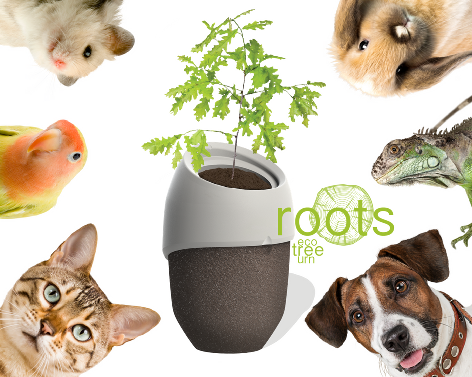 Root Pet Roots for pets - Biodegradable Cremation tree urns - with seeds – ROOTS ...